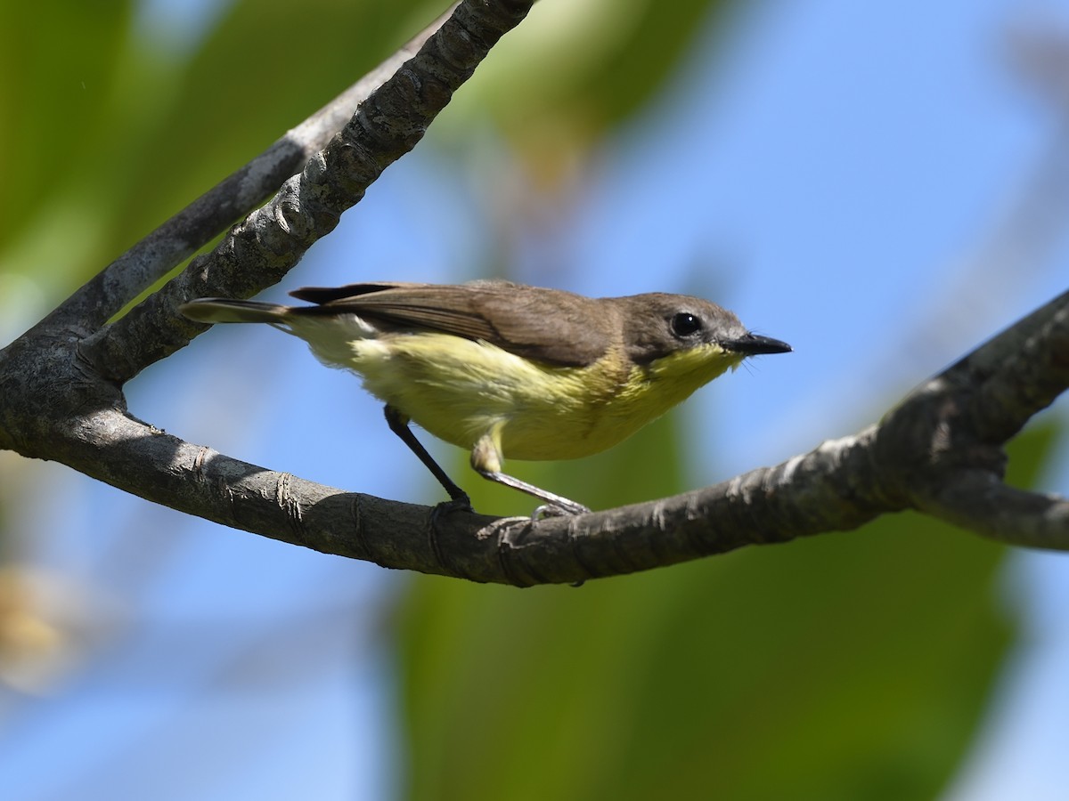 Golden-bellied Gerygone - Oleg Chernyshov