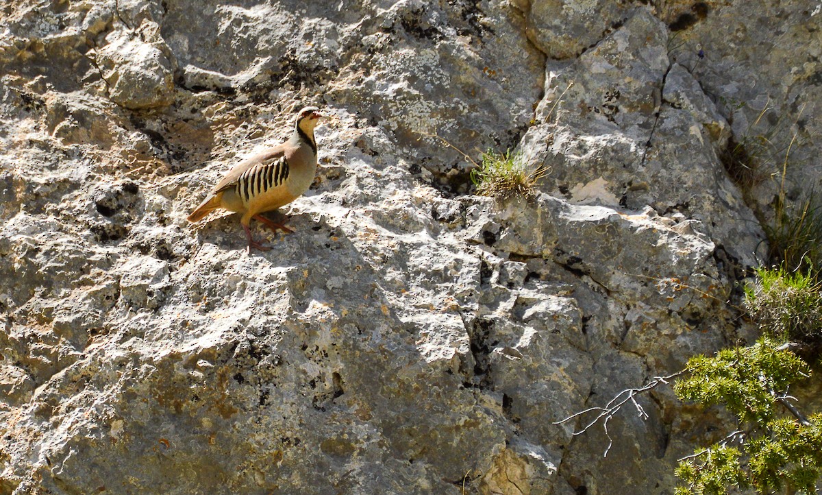 Chukar - ML619736705