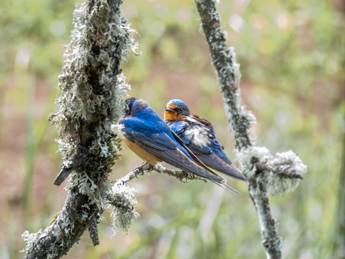 Barn Swallow - ML619736752