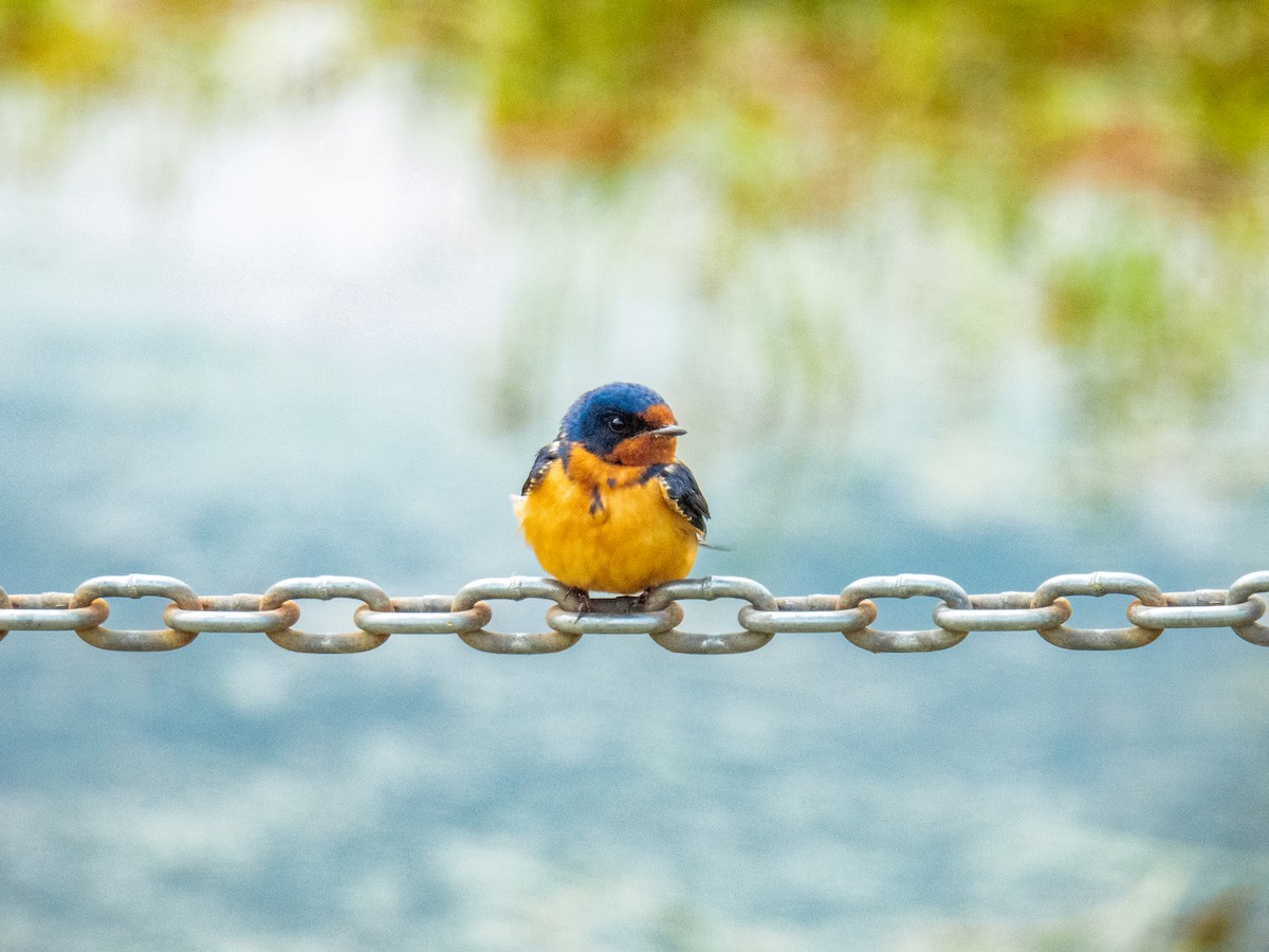 Barn Swallow - ML619736753