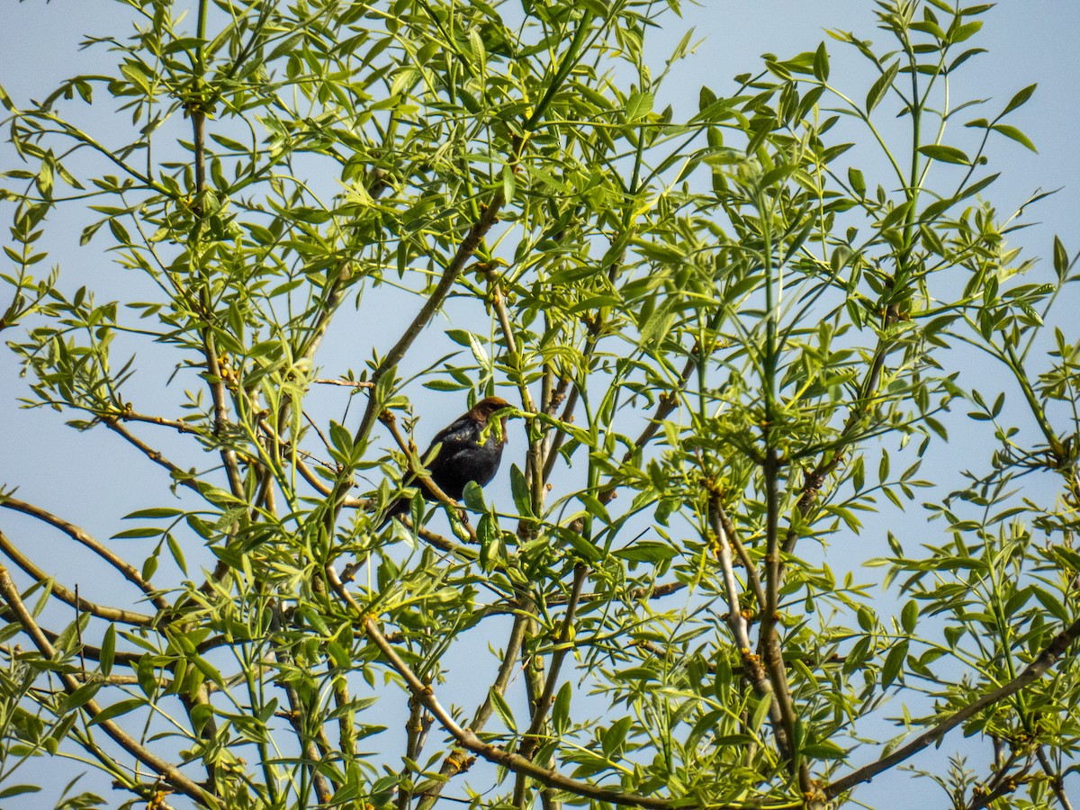 Brown-headed Cowbird - ML619736765