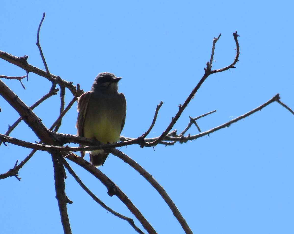 Cassin's Kingbird - ML619736768