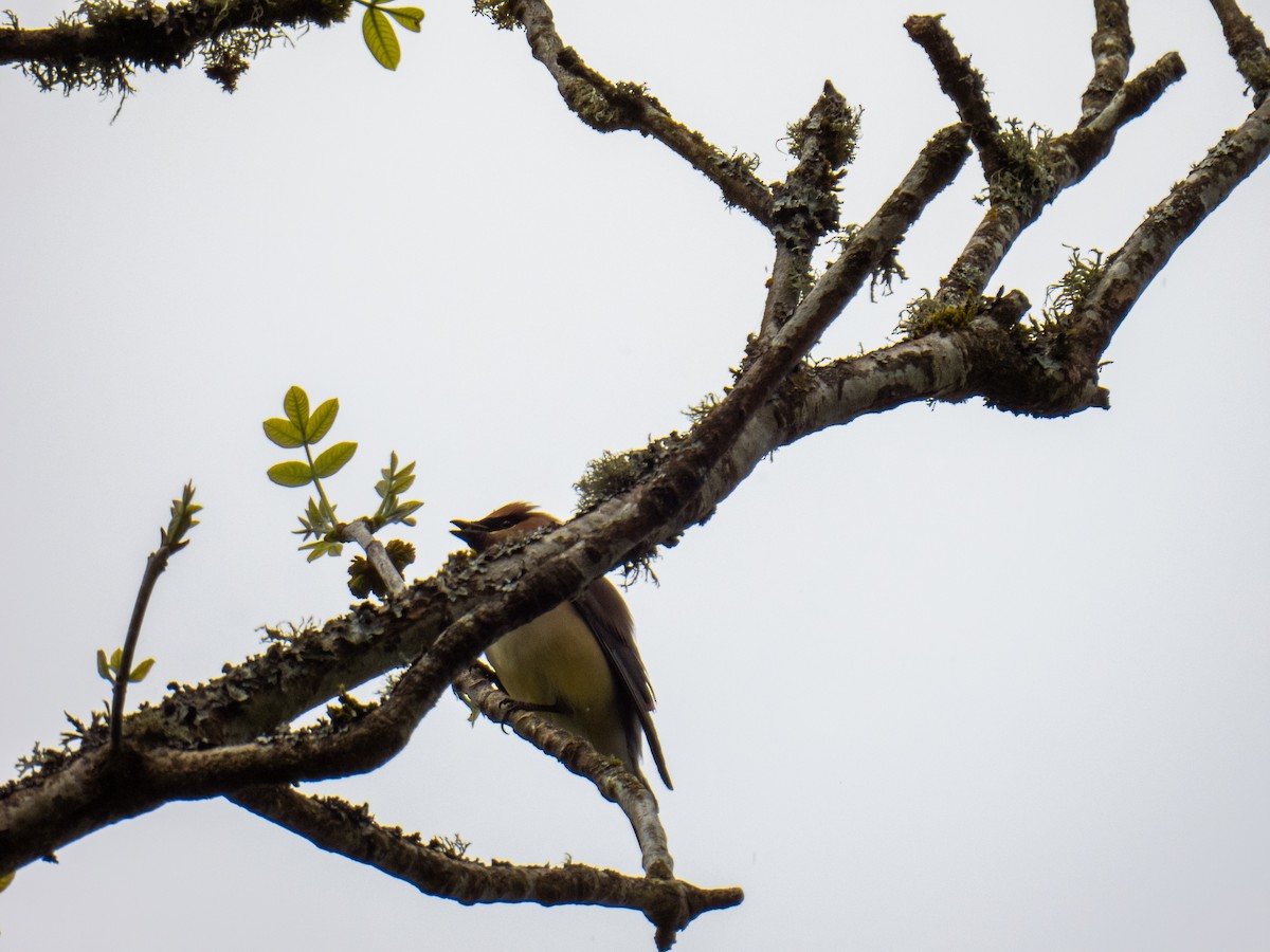 Cedar Waxwing - Bobby Riggs