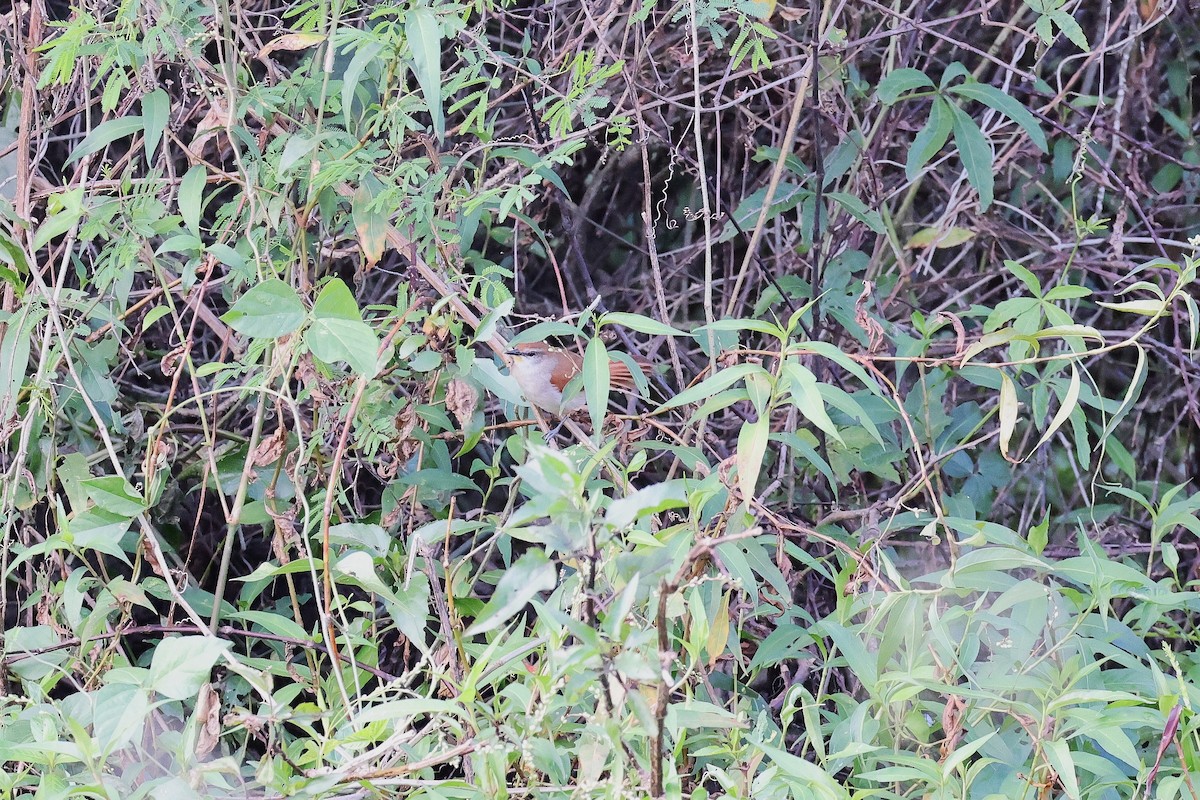 Yellow-chinned Spinetail - Hubert Stelmach