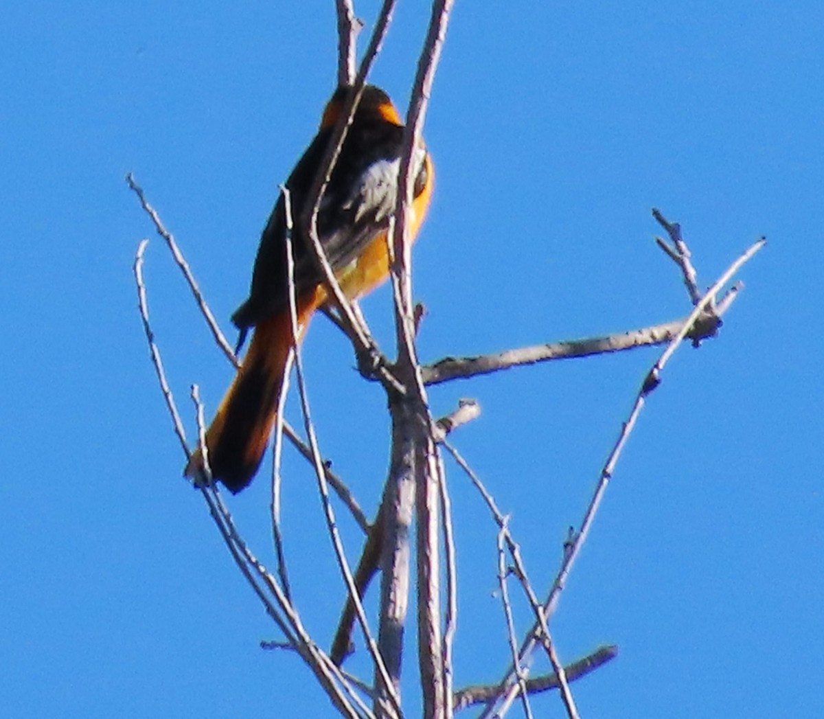 Bullock's Oriole - ML619736781