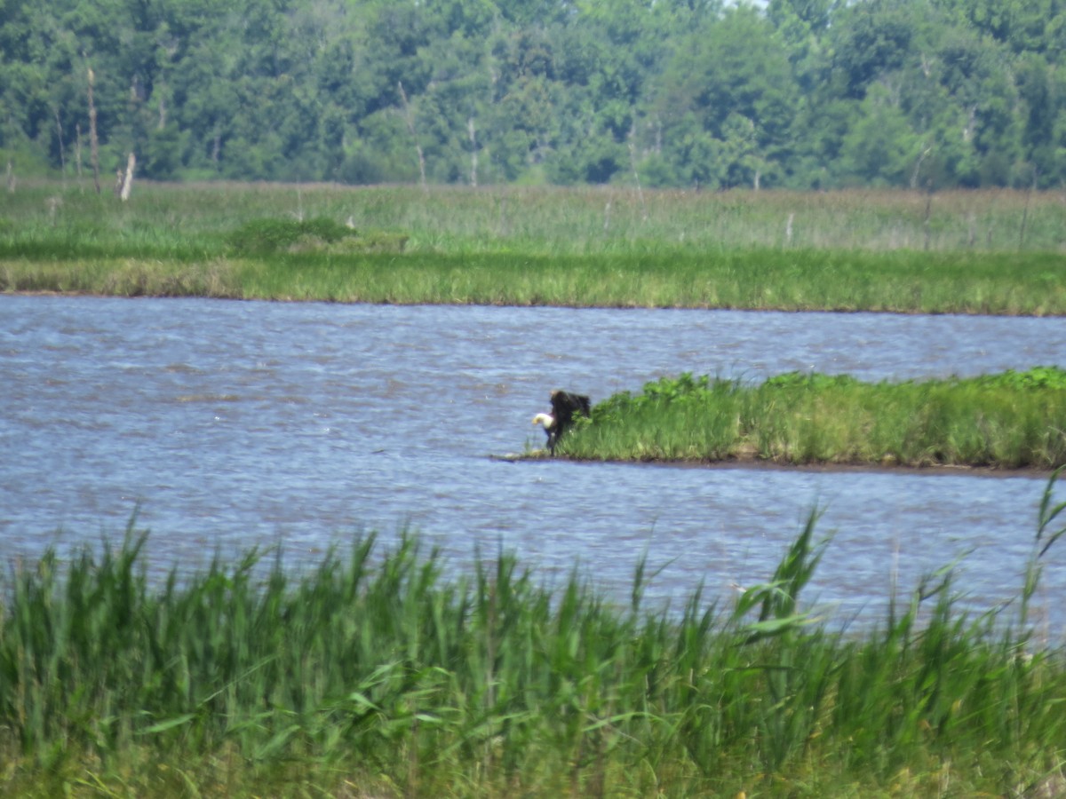 Bald Eagle - ML619736787