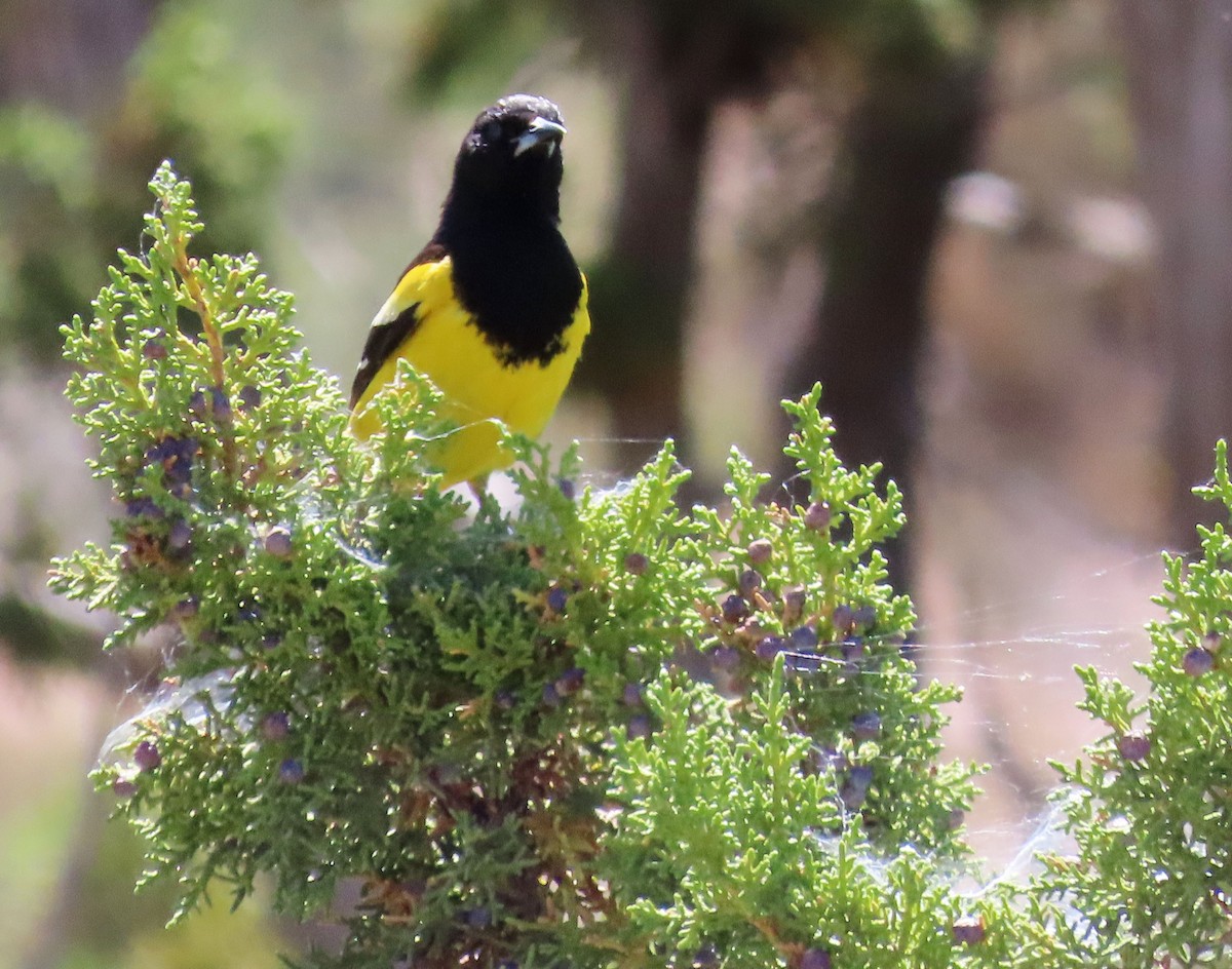 Scott's Oriole - ML619736789