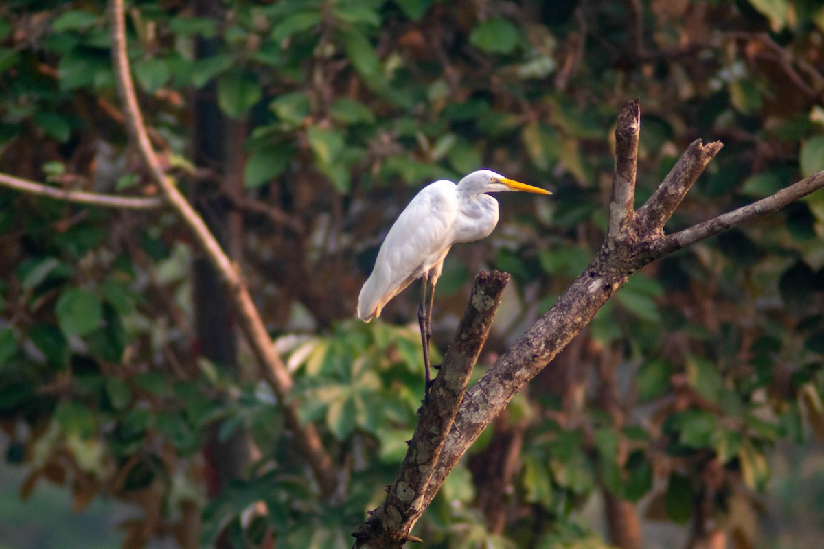 Great Egret - ML619736790