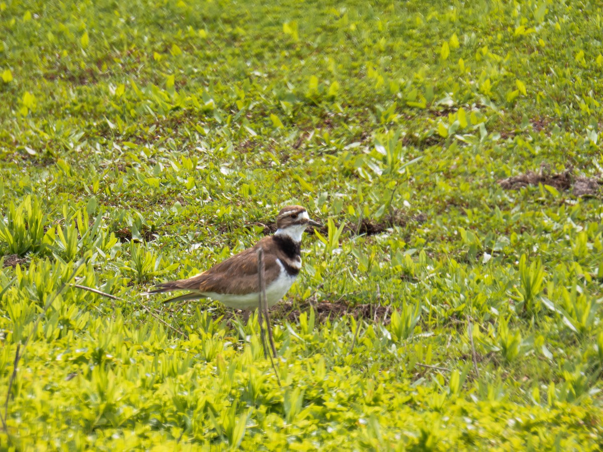 Killdeer - ML619736792