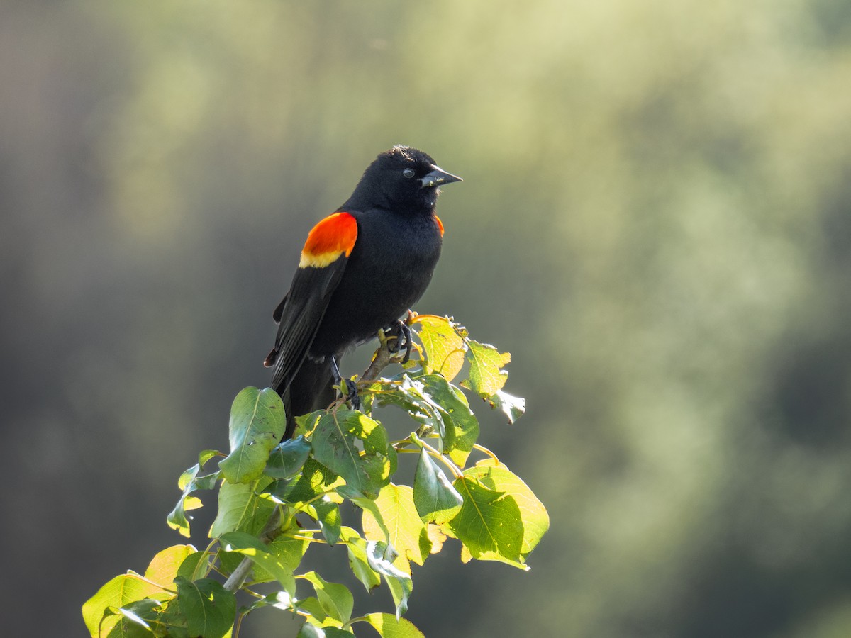 Red-winged Blackbird - ML619736807