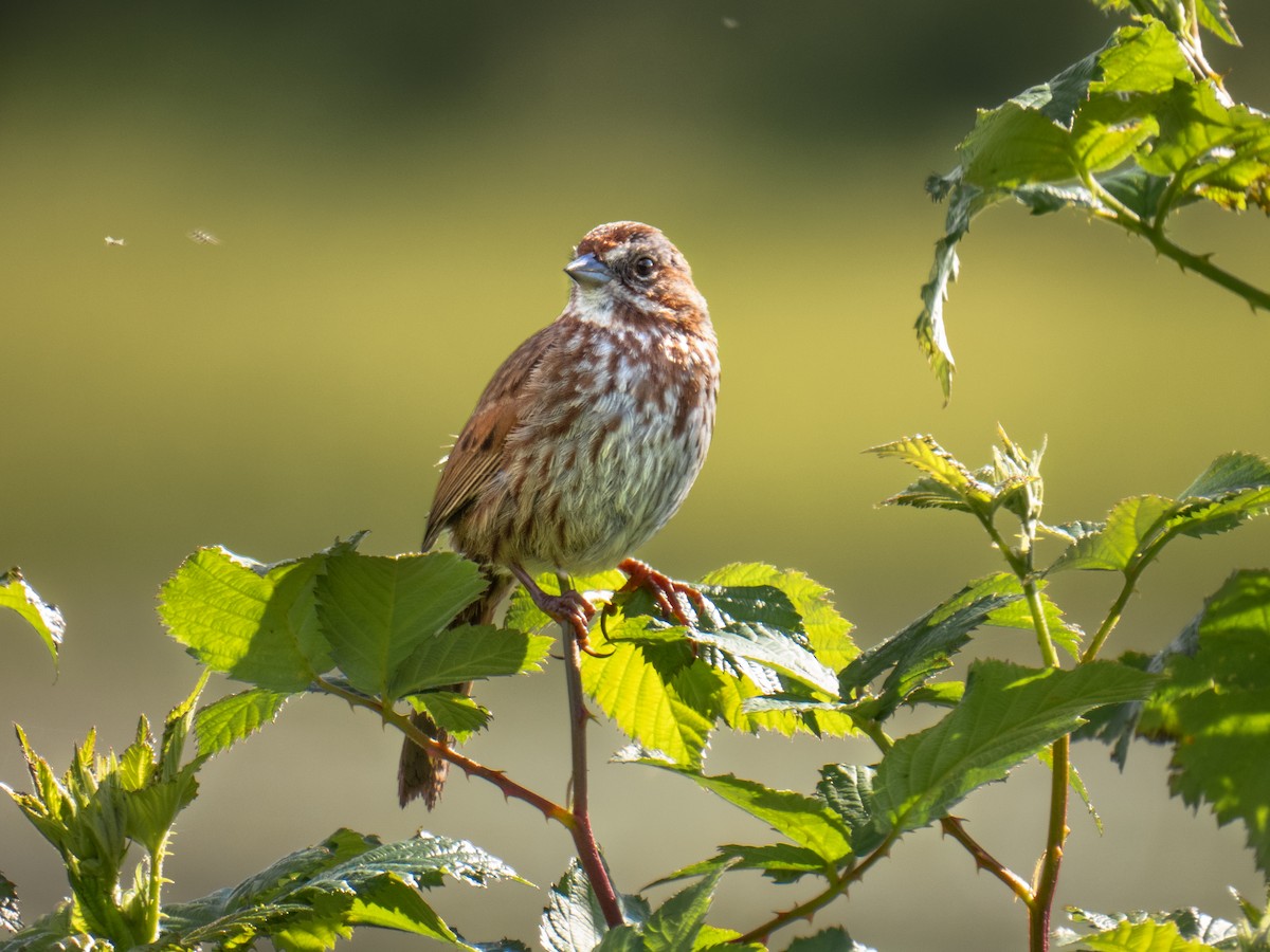 Song Sparrow - ML619736811