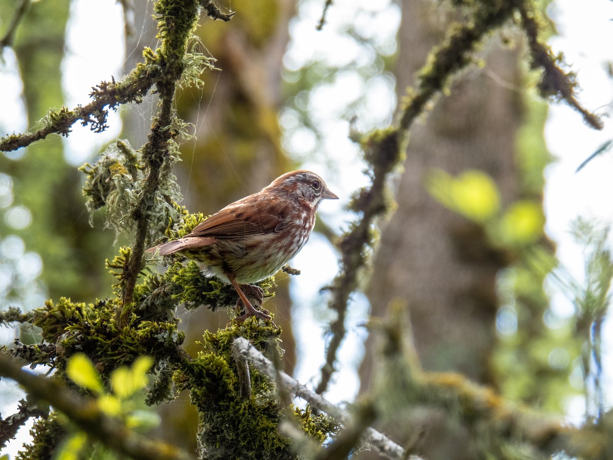 Song Sparrow - ML619736812