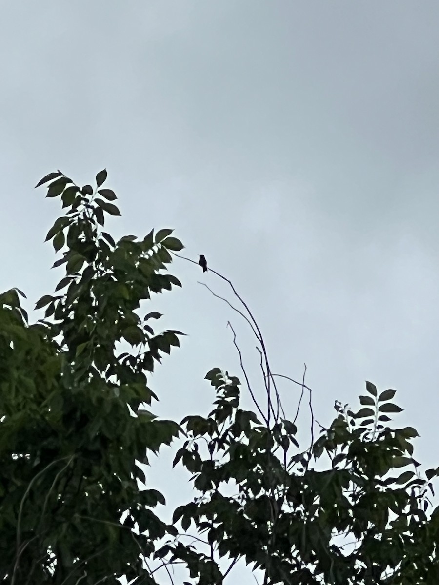 Yakut Boğazlı Kolibri - ML619736813
