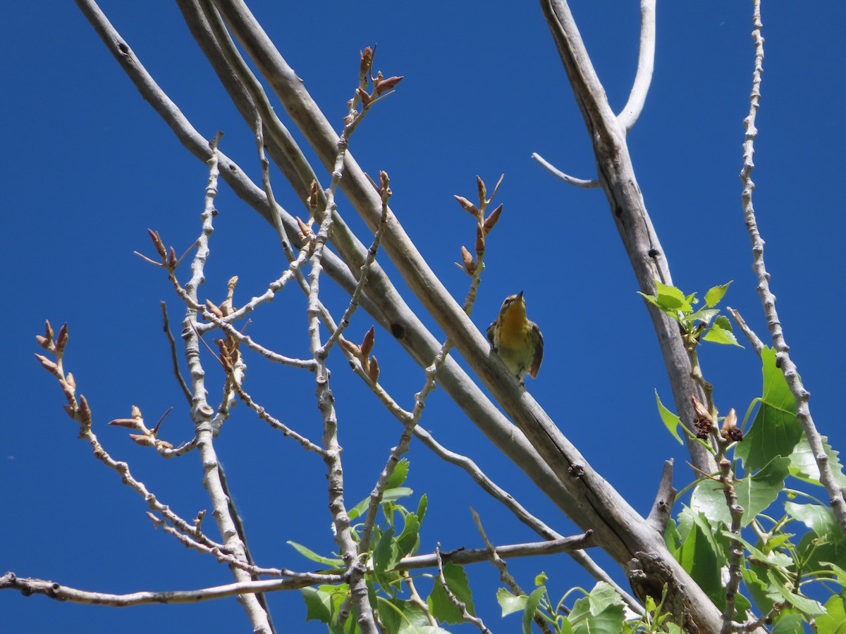 Blackburnian Warbler - ML619736819