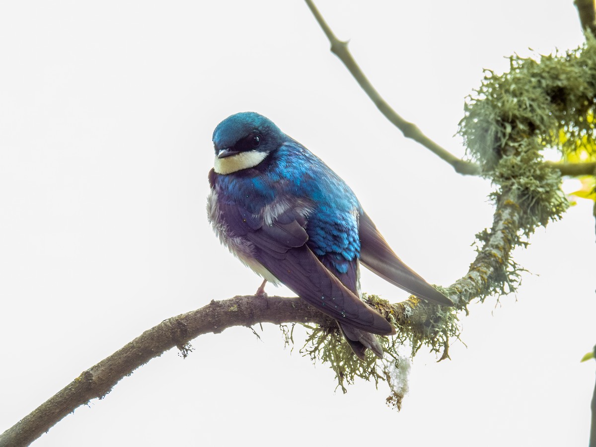 Tree Swallow - ML619736821