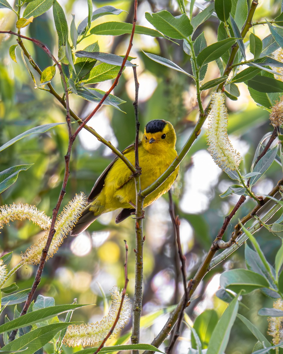 Wilson's Warbler - Bobby Riggs