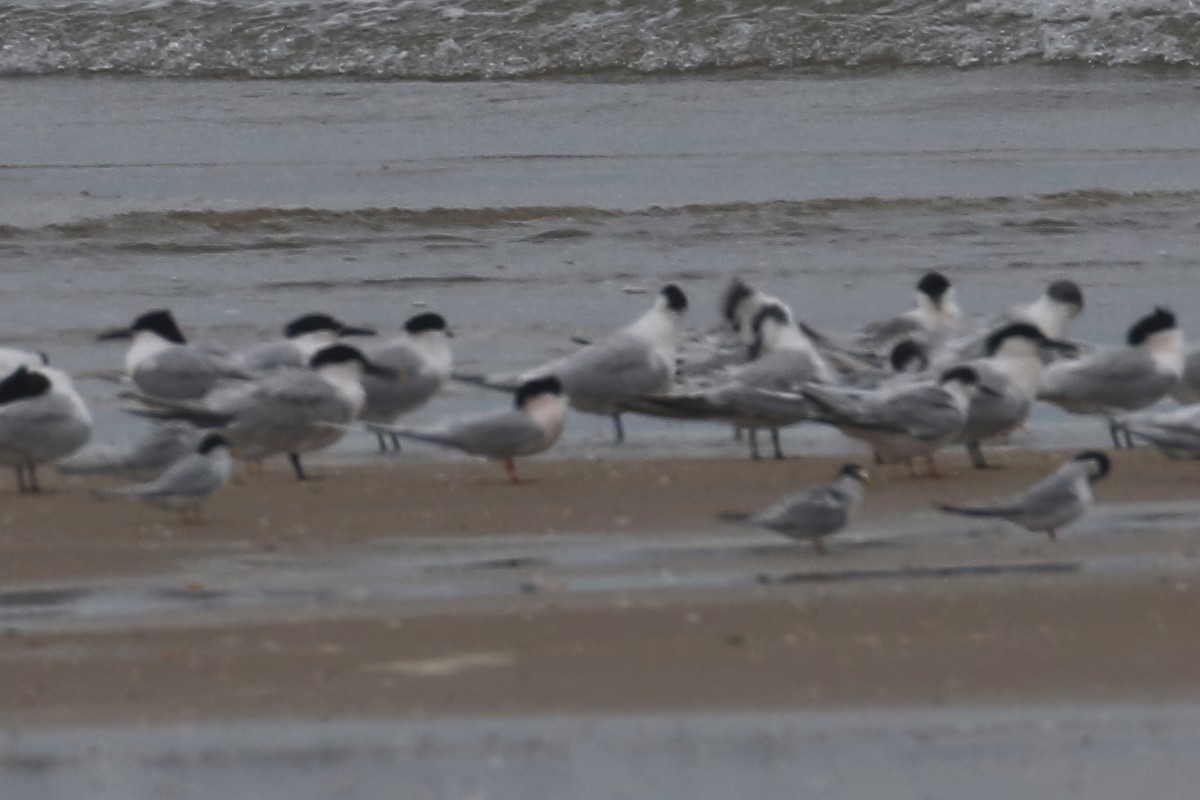 Roseate Tern - ML619736844