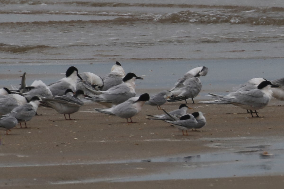 Roseate Tern - ML619736847