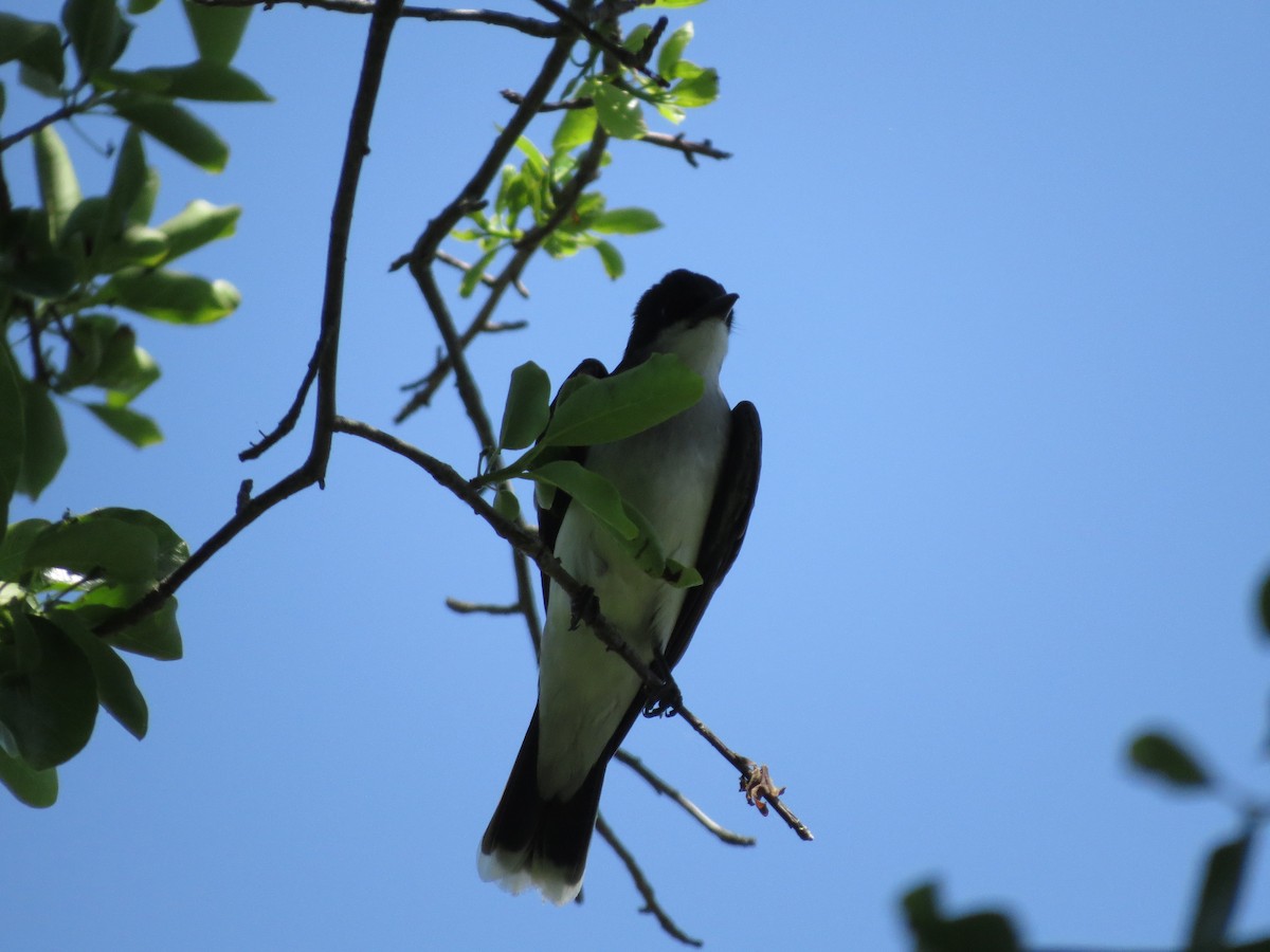 Eastern Kingbird - ML619736867