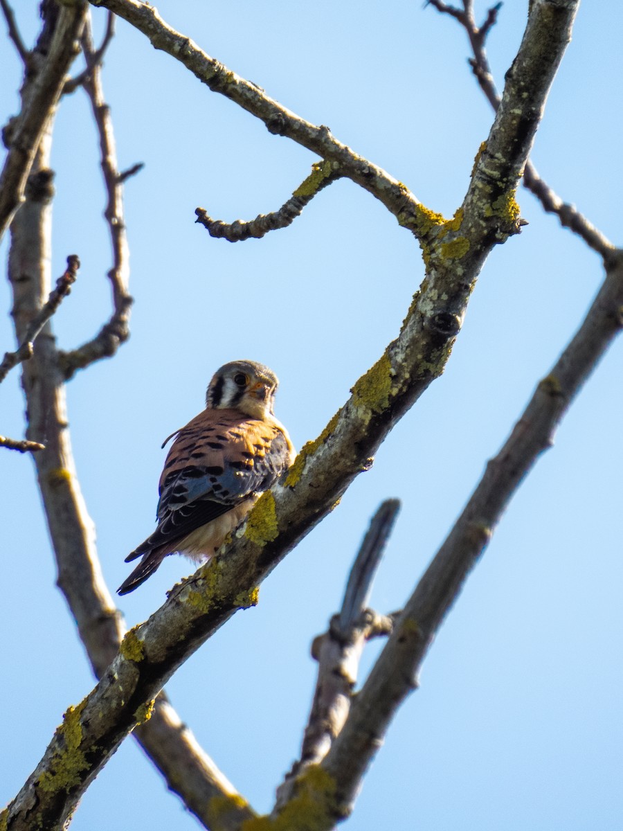 American Kestrel - ML619736870