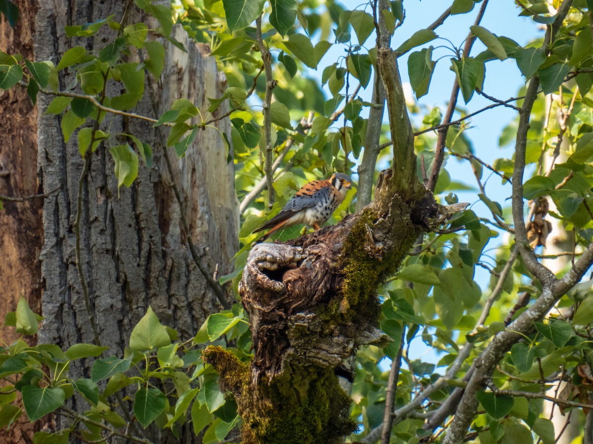 American Kestrel - ML619736871