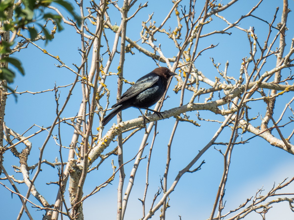 Brown-headed Cowbird - ML619736893