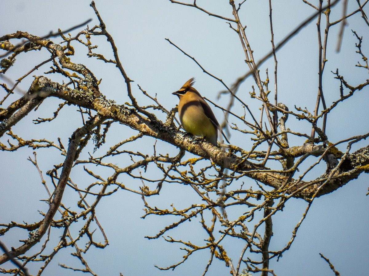 Cedar Waxwing - ML619736899