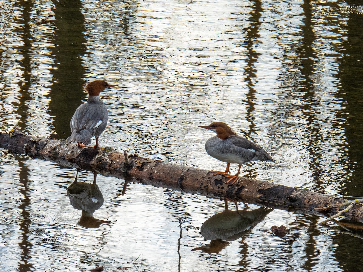 Common Merganser - ML619736910