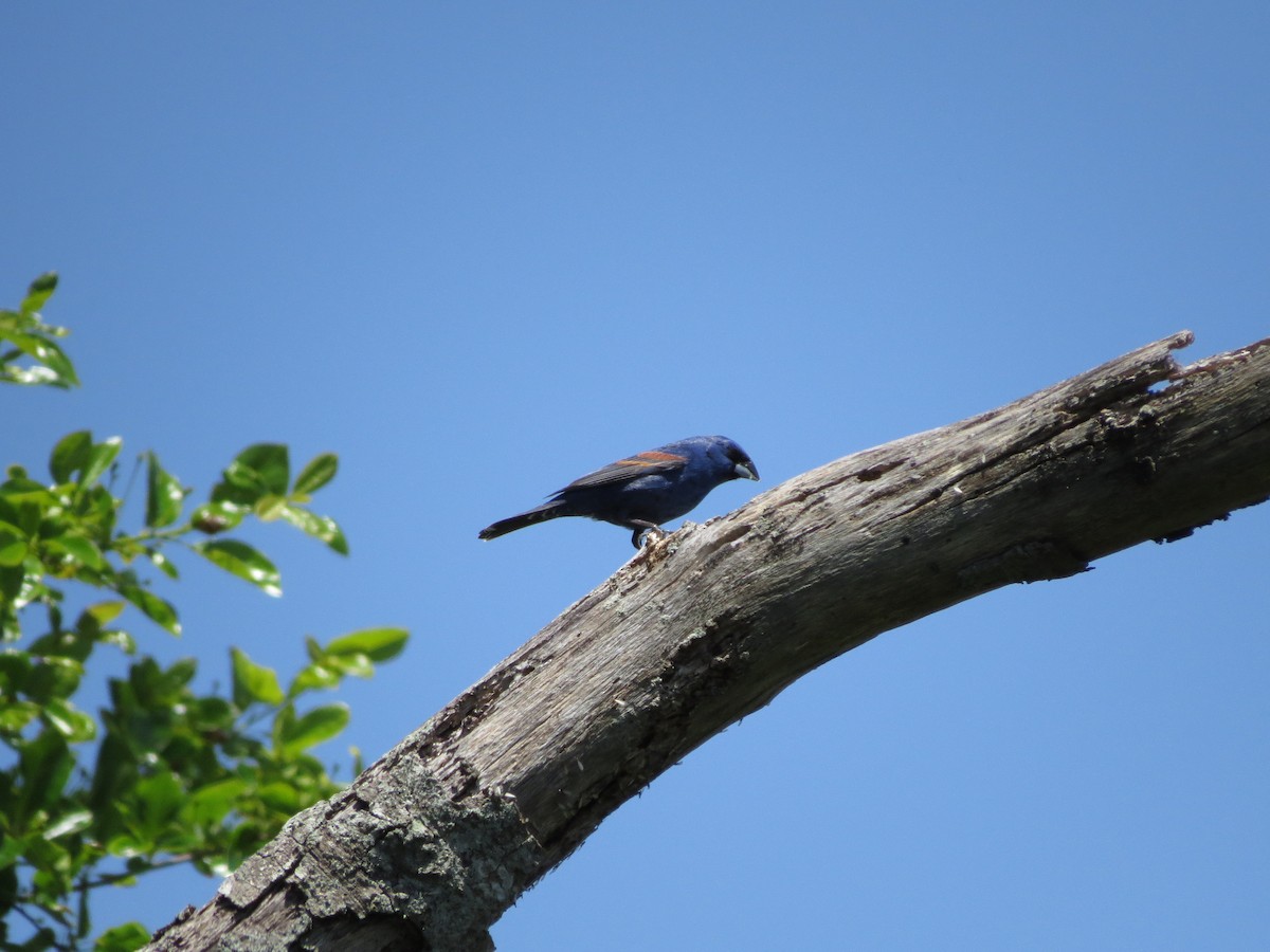 Blue Grosbeak - Doug Sutherland