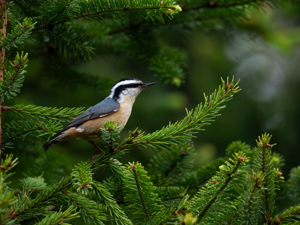Red-breasted Nuthatch - ML619736916