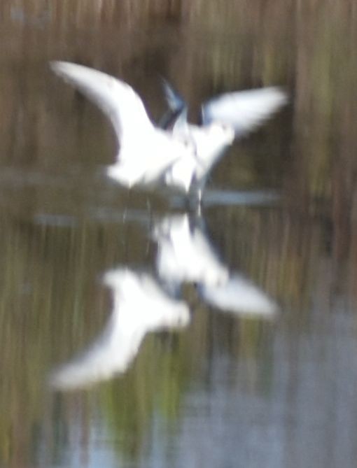 Bécasseau sanderling - ML619736921