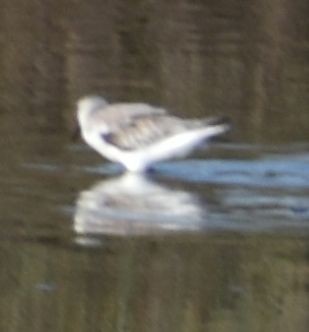 Bécasseau sanderling - ML619736922