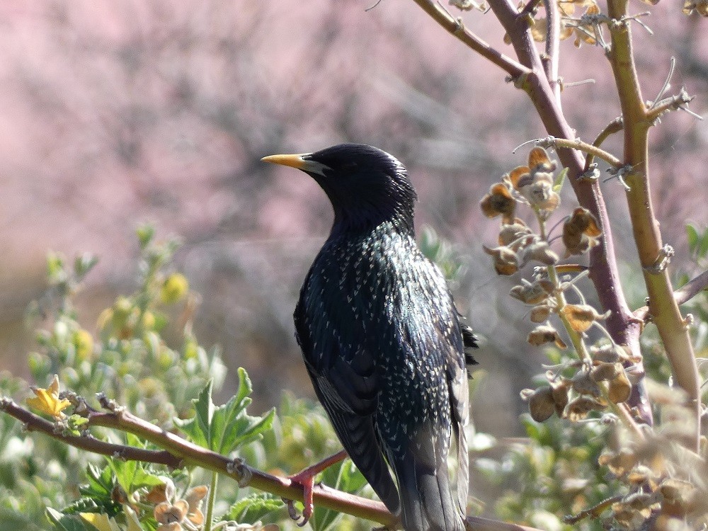 European Starling - ML619736938