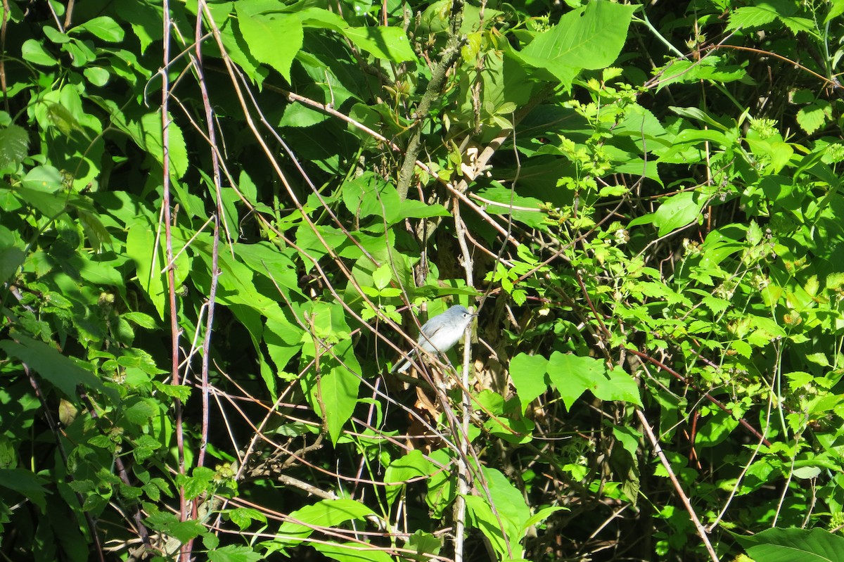 Blue-gray Gnatcatcher - ML619736973