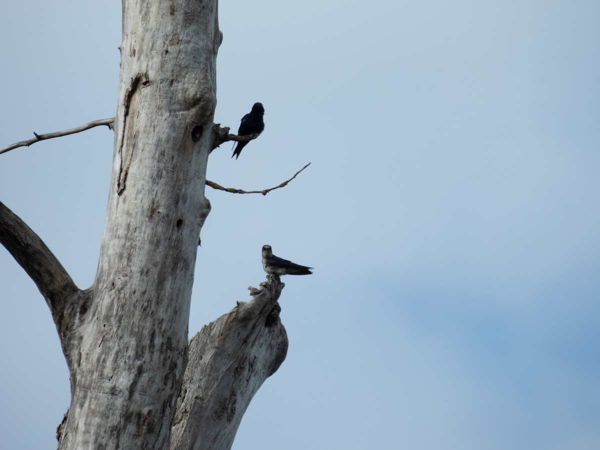 Purple Martin - ML619736975