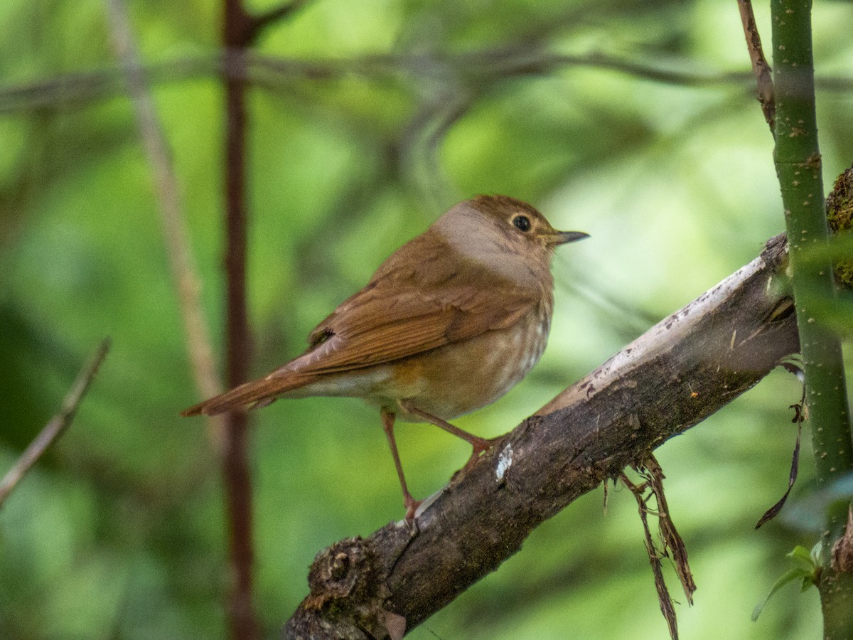 Swainson's Thrush - ML619736984