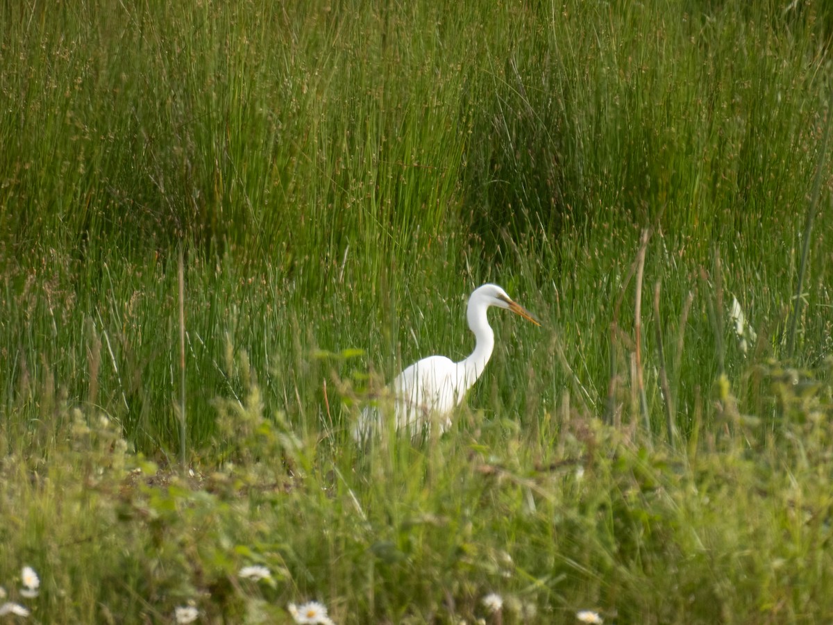 Great Egret - ML619736987