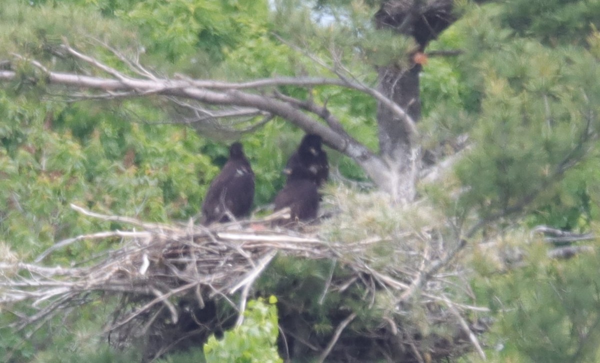 Bald Eagle - ML619736995