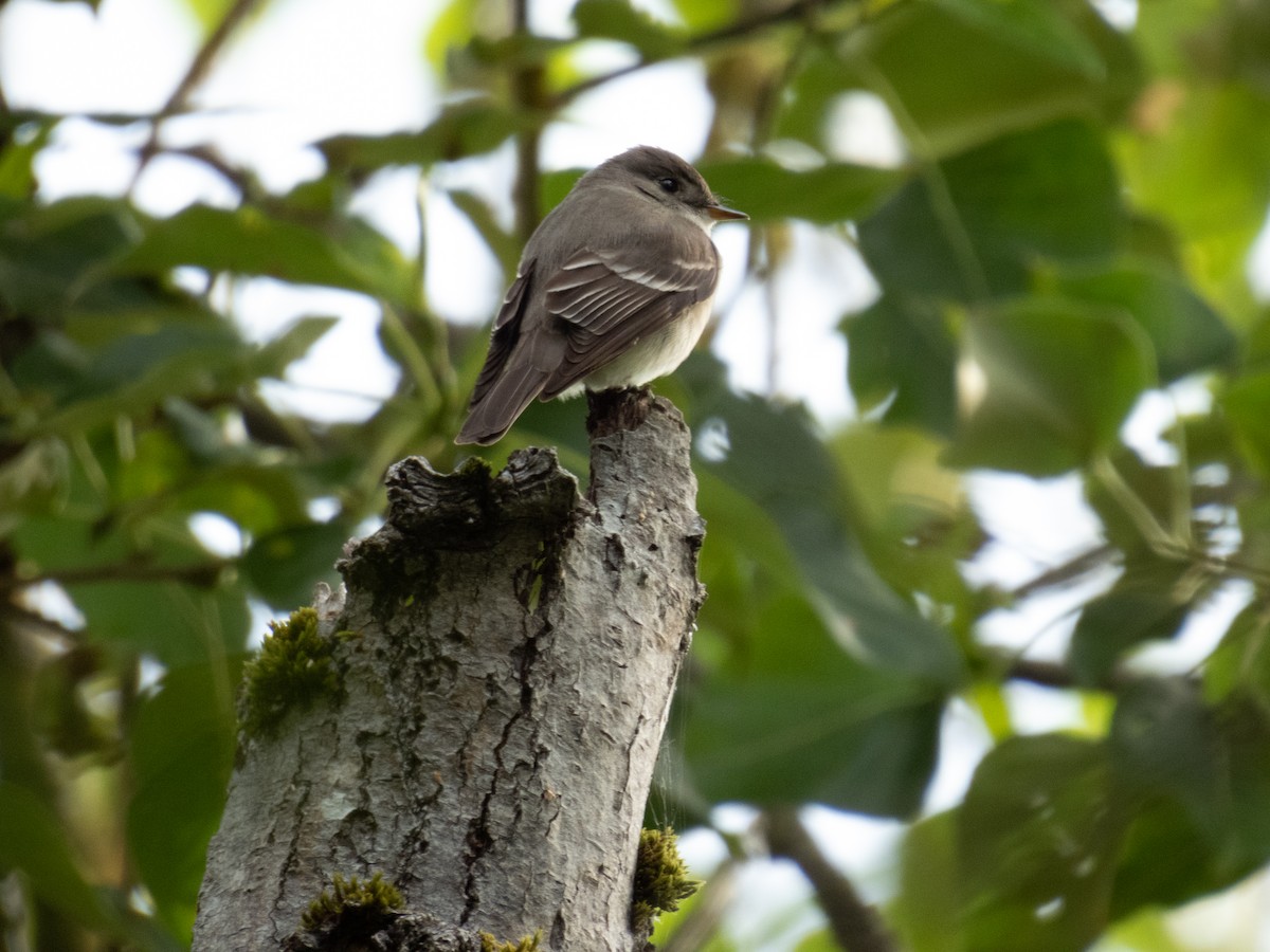 Willow Flycatcher - ML619736996