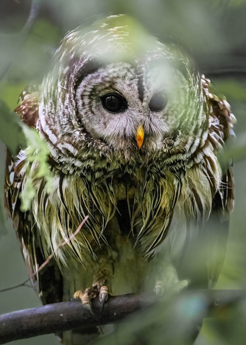 Barred Owl - ML619737001