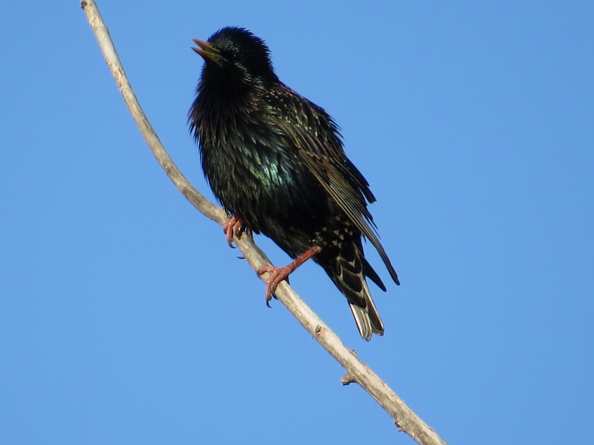 European Starling - ML619737011