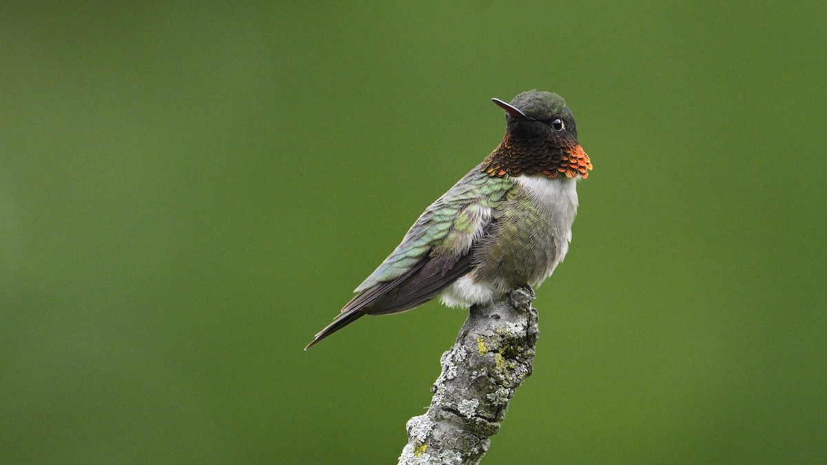 Ruby-throated Hummingbird - ML619737013