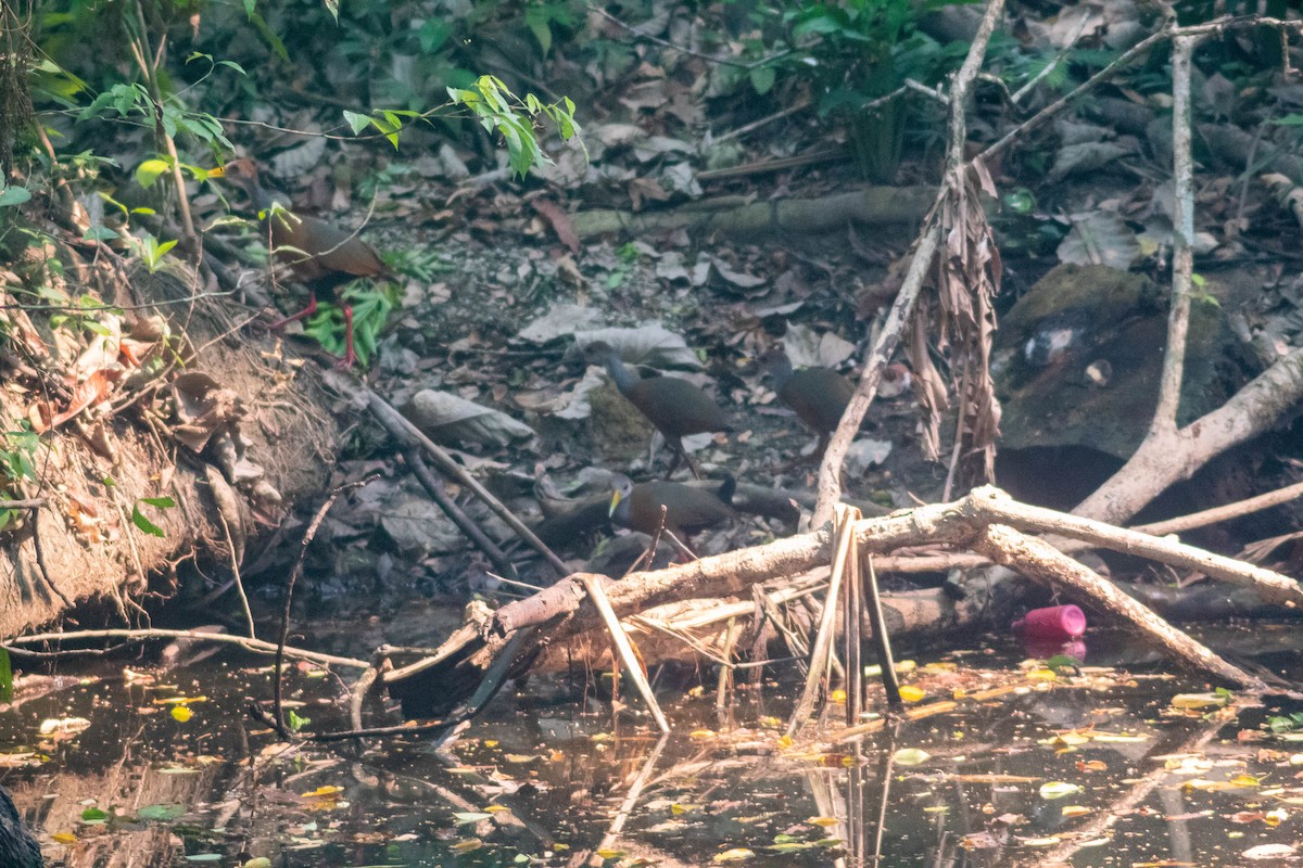 Russet-naped Wood-Rail - ML619737034