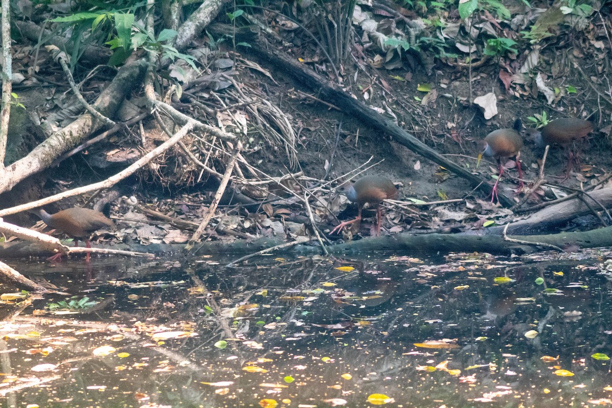 Russet-naped Wood-Rail - ML619737035