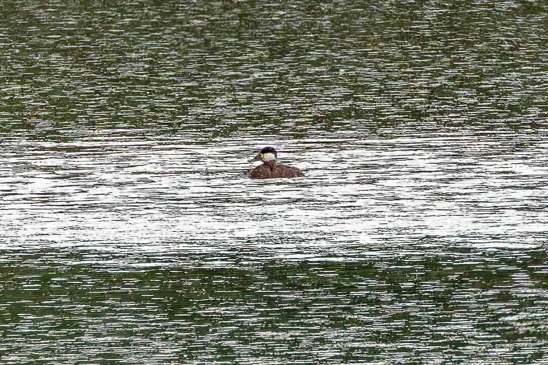 Ruddy Duck - Sheri Minardi