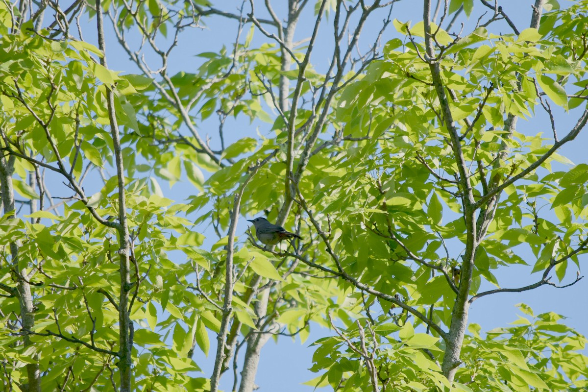 Gray Catbird - ML619737048