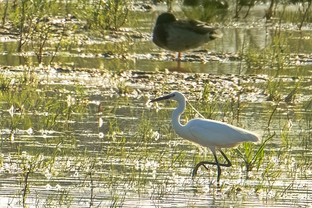 Little Egret - ML619737062