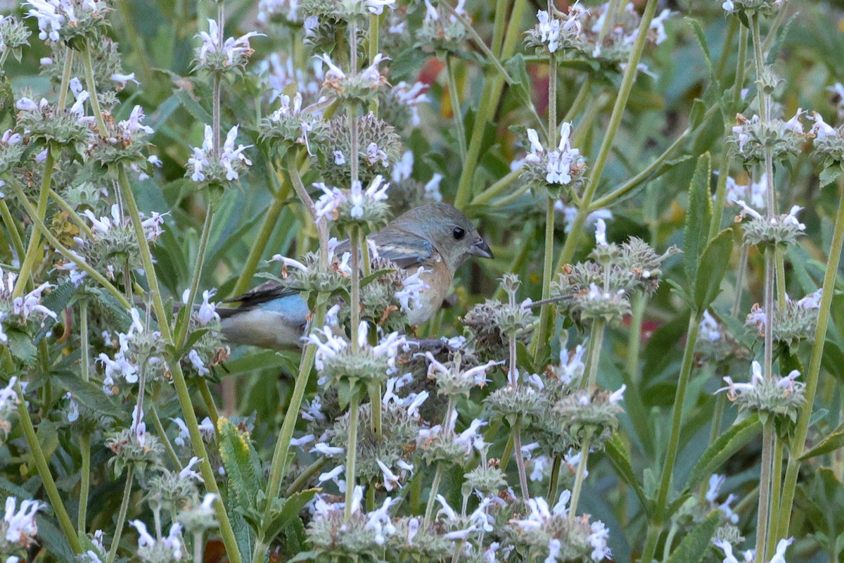 Lazuli Bunting - ML619737122