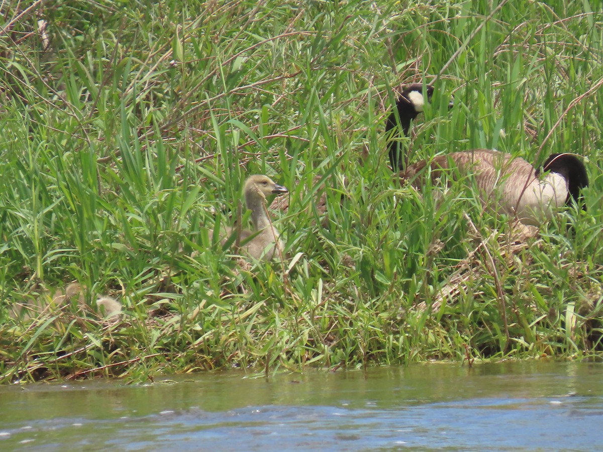 Canada Goose - ML619737125