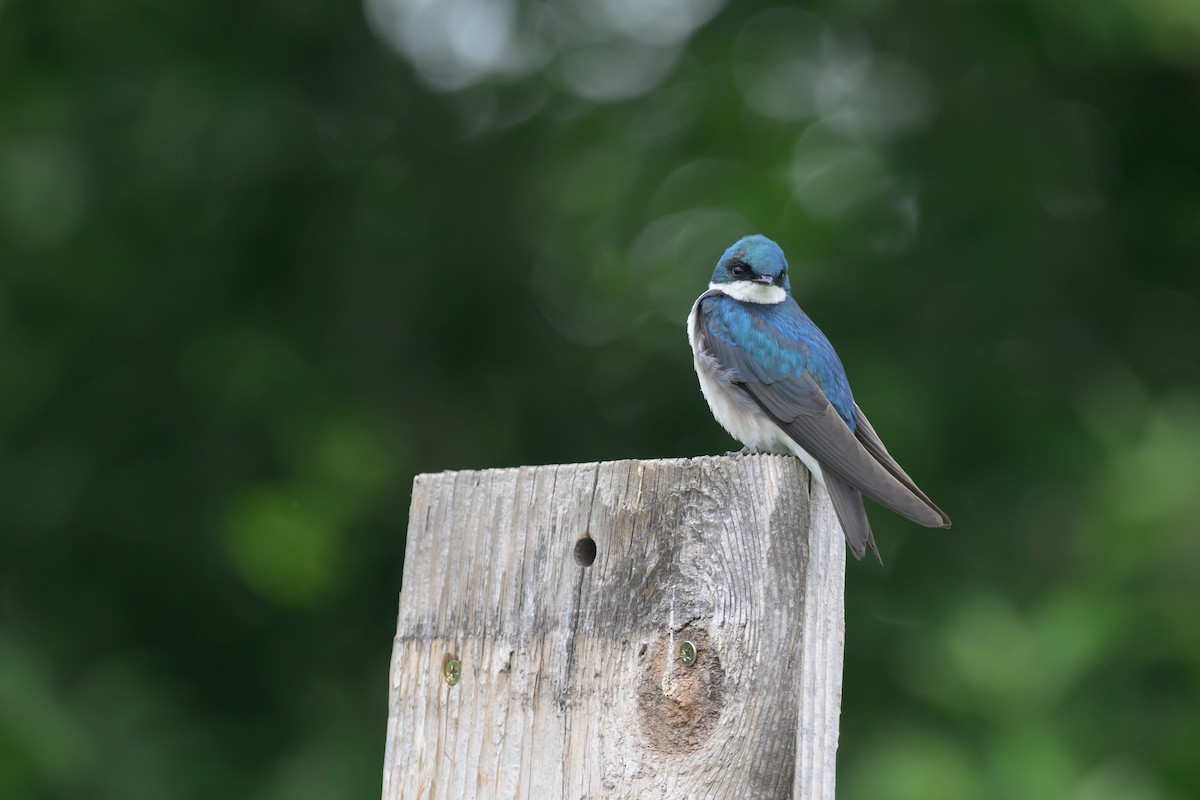 Golondrina Bicolor - ML619737136